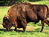 Bielověžský prales - Bialowieza - Polsko