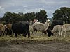 Zoo-safari: Swierkocin - Polsko